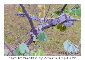Amazon Tree Boa