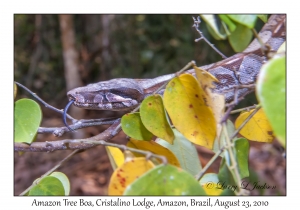 Amazon Tree Boa