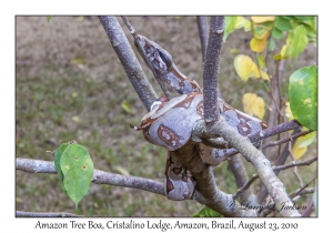 Amazon Tree Boa