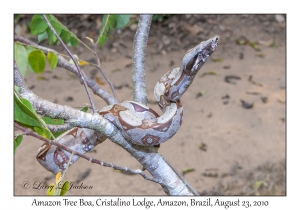 Amazon Tree Boa