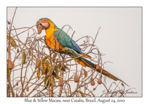 Blue & Yellow Macaw