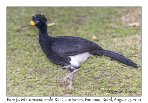 Bare-faced Curassow