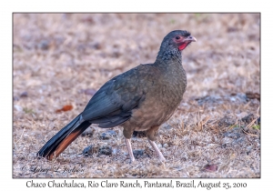 Chaco Chachalaca