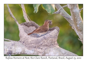 Rufous Hornero