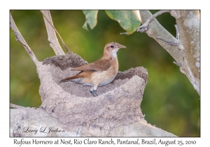 Rufous Hornero