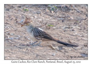 Guira Cuckoo