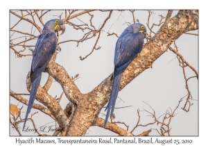 Hyacinth Macaws