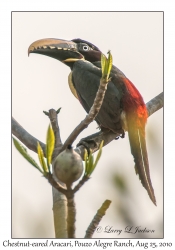 Chestnut-eared Aracari