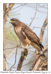 Roadside Hawk