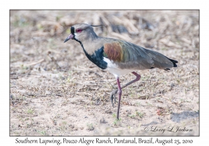 Southern Lapwing