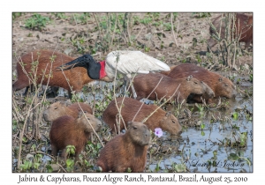 Jabiru & Capybara