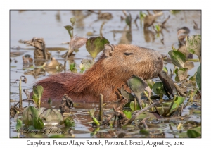 Capybara