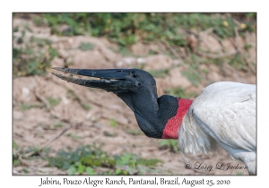 Jabiru