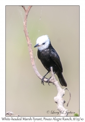 White-headed Marsh-Tyrant