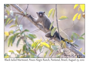 Black-tailed Marmoset