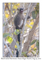 Black-tailed Marmoset