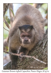 Guianan Brown-tufted Capuchin