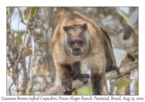 Guianan Brown-tufted Capuchin