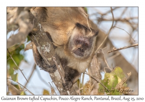 Guianan Brown-tufted Capuchin