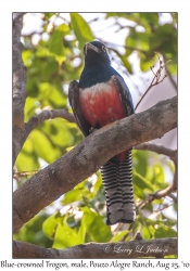 Blue-crowned Trogon