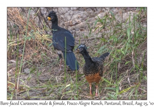 Bare-faced Curassow