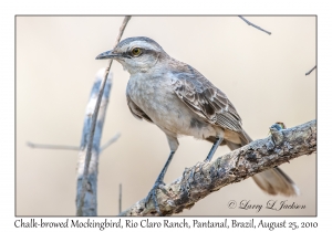 Chalk-browed Mockingbird