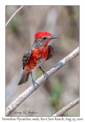 Vermilion Flycatcher