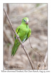 Yellow-chevroned Parakeet