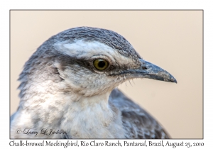 Chalk-browed Mockingbird