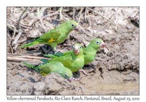 Yellow-chevroned Parakeets