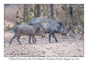 Collared Peccaries