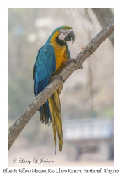 Blue & Yellow Macaw