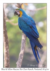 Blue & Yellow Macaw