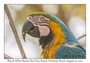 Blue & Yellow Macaw