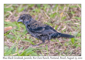 Blue-black Grosbeak