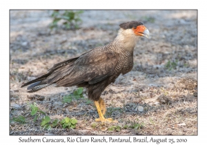 Southern Caracara