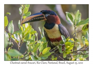 Chestnut-eared Aracari