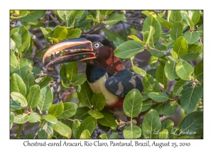 Chestnut-eared Aracari