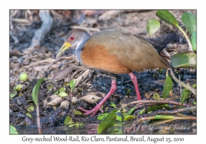 Grey-necked Wood-Rail