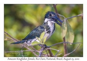 Amazon Kingfisher