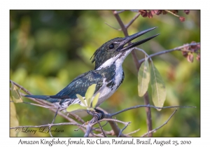 Amazon Kingfisher