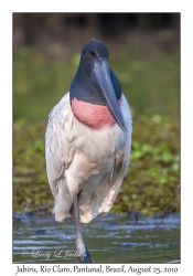 Jabiru