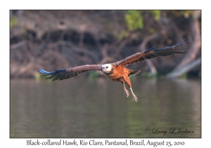 Black-collared Hawk