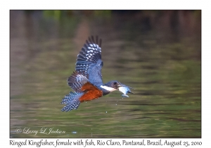 Ringed Kingfisher