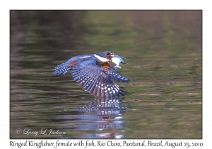 Ringed Kingfisher