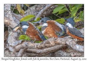 Ringed Kingfisher