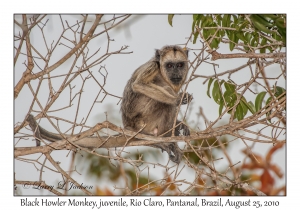 Black Howler Monkey