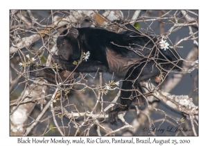 Black Howler Monkey