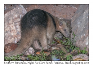 Southern Tamandua