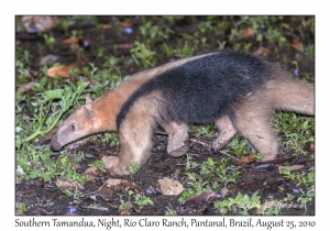 Southern Tamandua